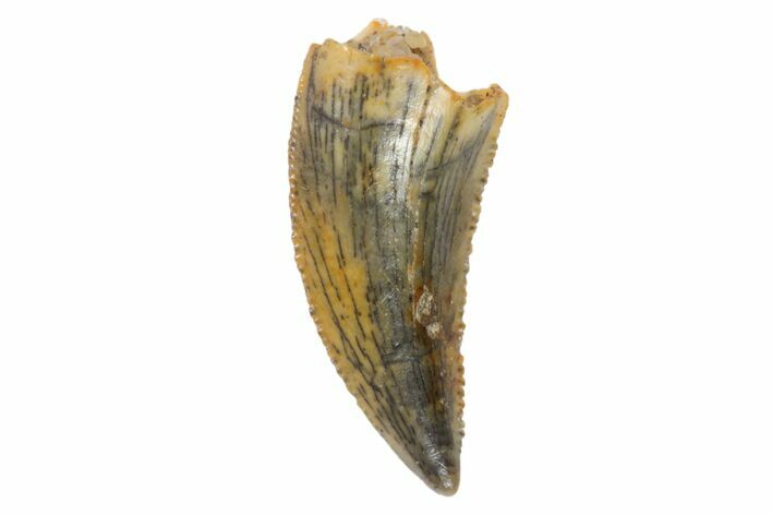 Serrated, Raptor Tooth - Real Dinosaur Tooth #81812